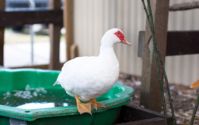 white duck 